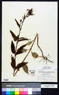 Verbena hastata image