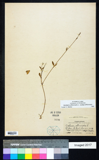 Verbena officinalis image