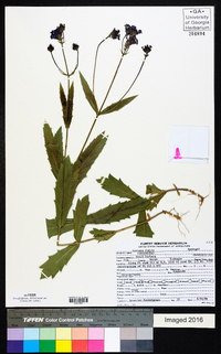 Verbena rigida image