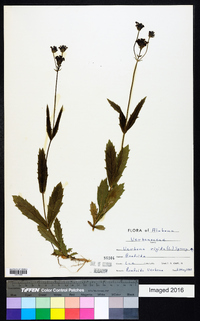 Verbena rigida image