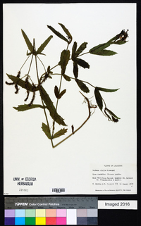 Verbena rigida image