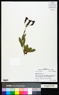 Verbena rigida image