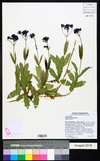 Verbena rigida image