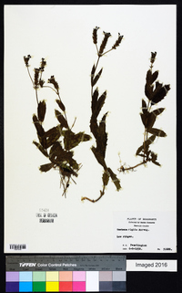 Verbena rigida image