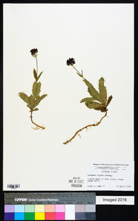 Verbena rigida image