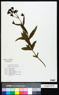 Verbena rigida image