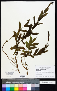 Verbena rigida image