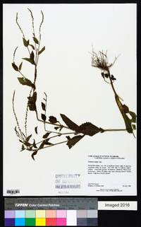 Verbena scabra image