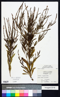 Verbena simplex image