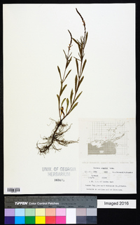 Verbena simplex image