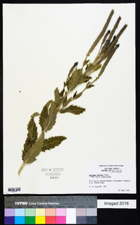 Verbena stricta image