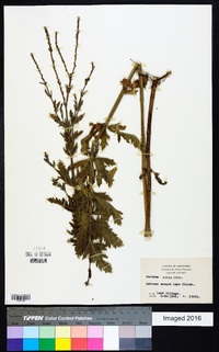 Verbena xutha image