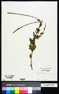 Verbena xutha image