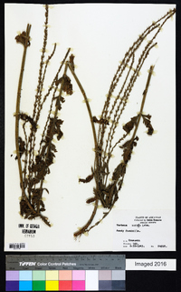 Verbena xutha image