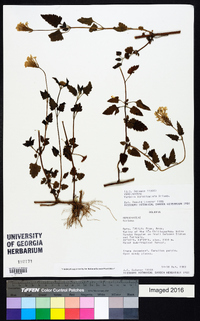 Verbena scrobiculata image