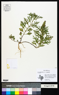 Glandularia bipinnatifida var. bipinnatifida image