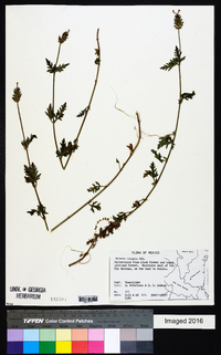 Verbena elegans image