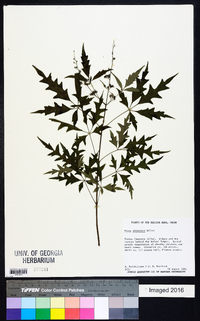 Vitex negundo var. negundo image