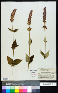 Agastache anethiodora image