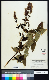 Agastache anethiodora image