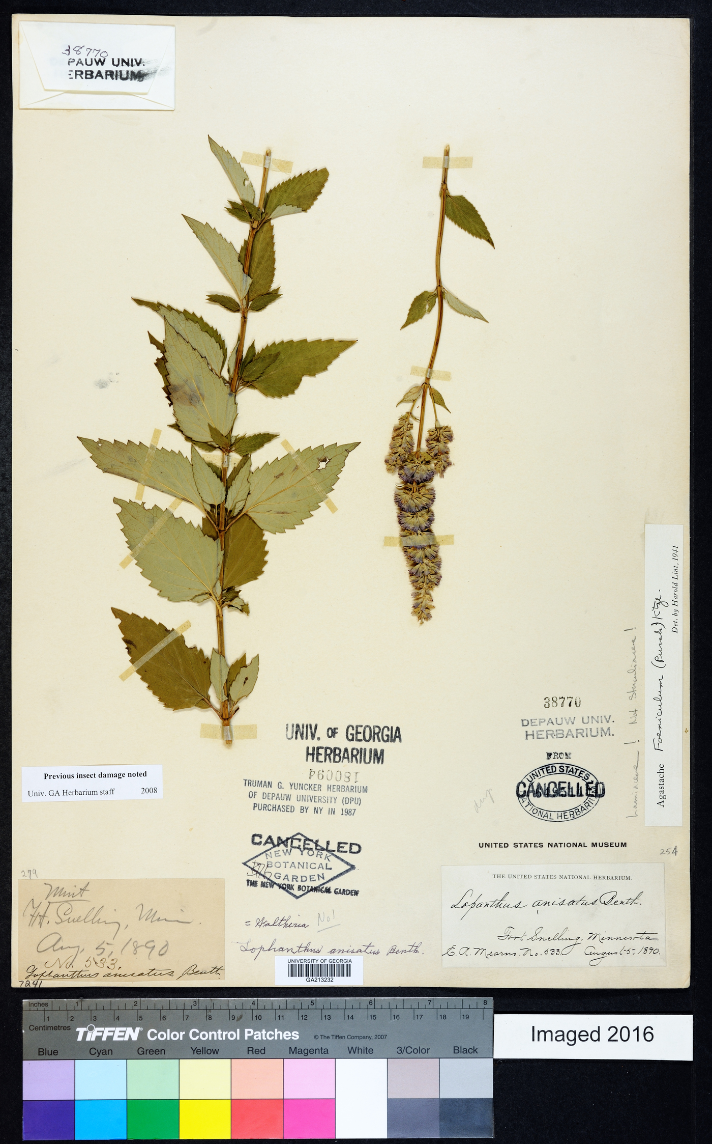 Lophanthus anisatus image