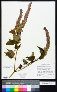 Agastache foeniculum image