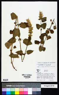 Agastache pallidiflora subsp. pallidiflora image