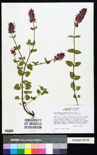 Agastache pallidiflora image