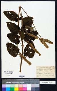 Agastache scrophulariifolia image