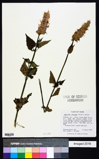 Agastache urticifolia image