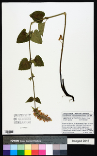 Agastache urticifolia image