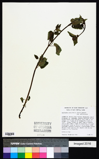 Agastache urticifolia image