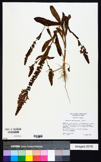 Brazoria pulcherrima image