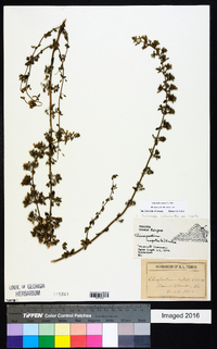 Calamintha nepeta image