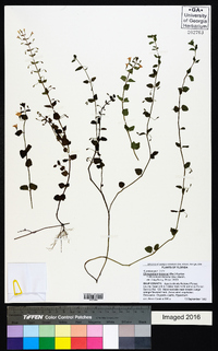 Clinopodium brownei image