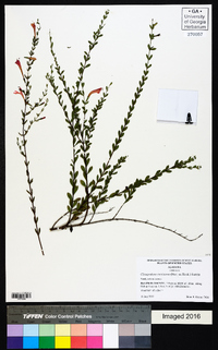 Clinopodium coccineum image