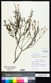 Clinopodium coccineum image