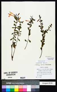 Clinopodium coccineum image