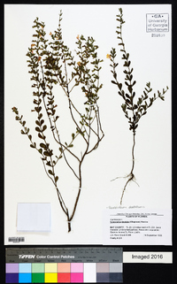 Clinopodium dentatum image