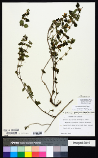 Clinopodium georgianum image