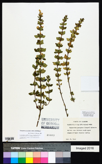 Clinopodium georgianum image