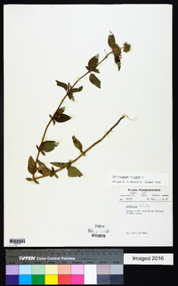 Clinopodium vulgare image