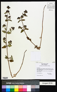 Clinopodium vulgare image