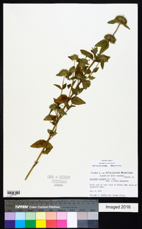 Clinopodium vulgare image