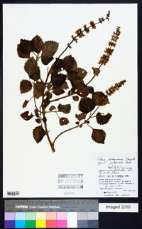 Coleus scutellarioides image