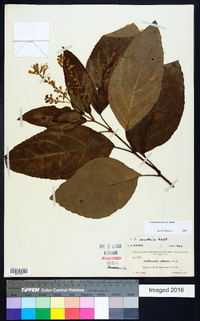 Collinsonia anisata image