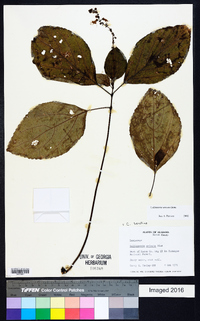 Collinsonia anisata image