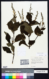 Collinsonia anisata image