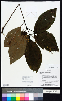 Collinsonia anisata image