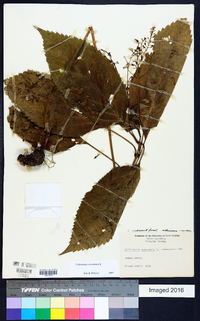 Collinsonia canadensis image